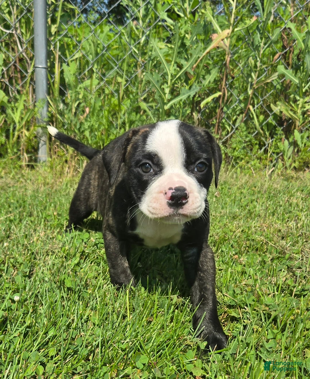 American Bulldog dogs for sale: Matilda - Image 18