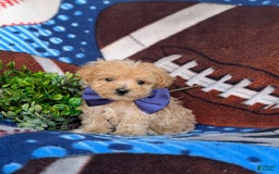 Maltipoo dogs for sale: Julian 7 Lbs Full Grown - Image 4