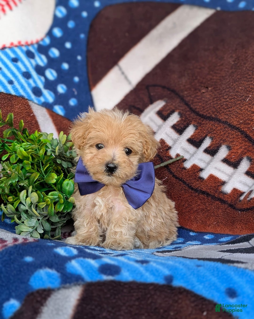 Maltipoo dogs for sale: Julian 7 Lbs Full Grown - Image 4