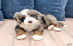 Mini Bernedoodle dogs for sale: Ollie - Image 2
