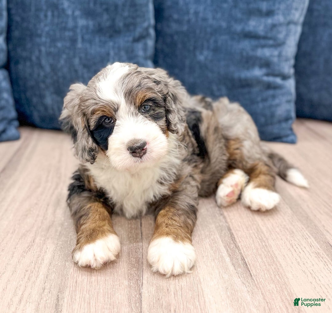 Mini Bernedoodle dogs for sale: Ollie - Image 2