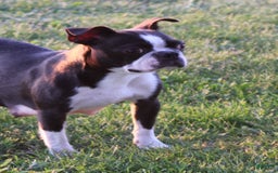 Boston Terrier dogs for sale: Dustie - Image 9