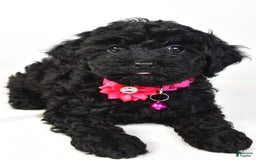 Cockapoo dogs for sale: Nicole - Image 6