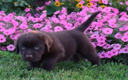 Labrador Retriever dogs for sale: Daisy - Image 1