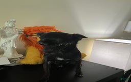 Chihuahua dogs for stud: Jahna - Image 3