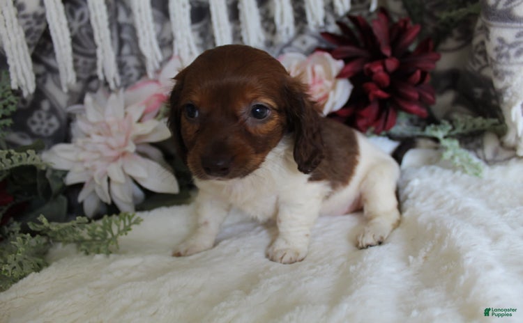 Miniature Dachshund dogs for sale - Ad 3