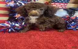 Toy Poodle dogs for sale: Max - Image 4