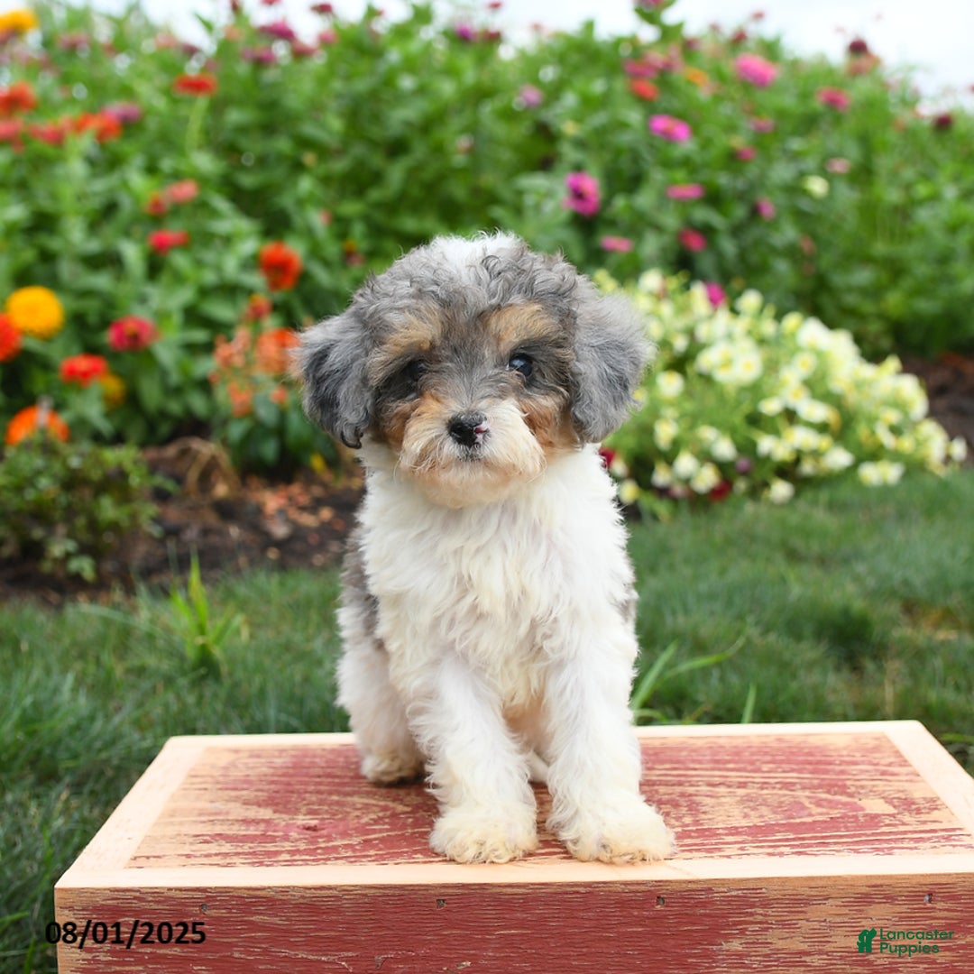 Miniature Poodle dogs for sale: Nova - Image 3