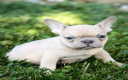 French Bulldog dogs for sale: Rosco - Image 3