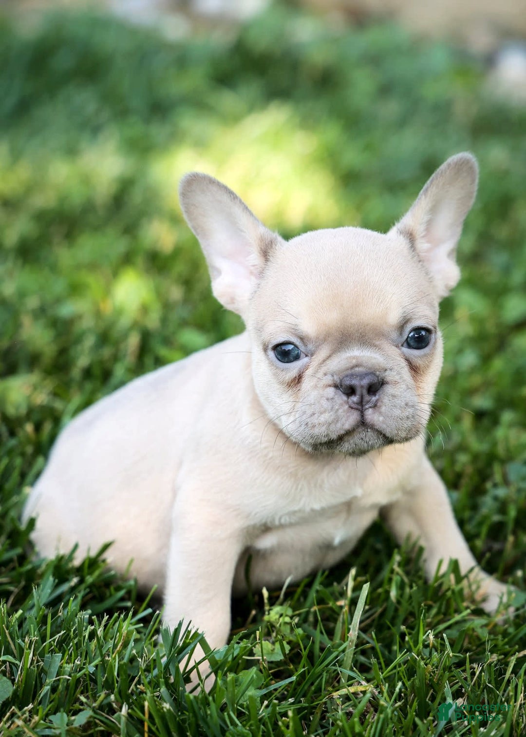 French Bulldog dogs for sale: Rosco - Image 3