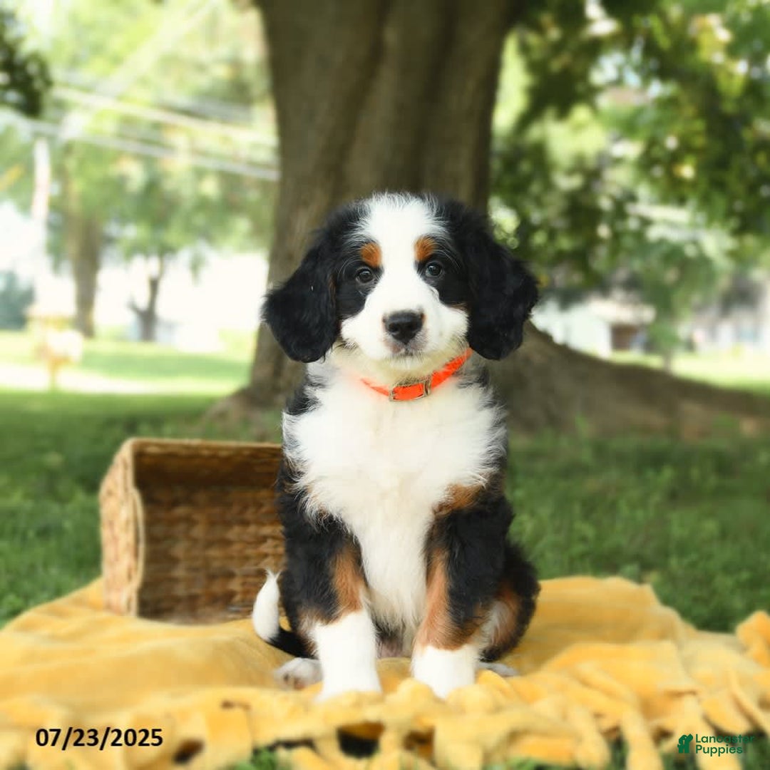 Bernedoodle dogs for sale: Pepper - Image 8