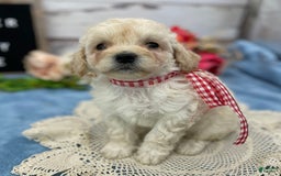 Miniature Poodle dogs for sale: Trixy - Image 8