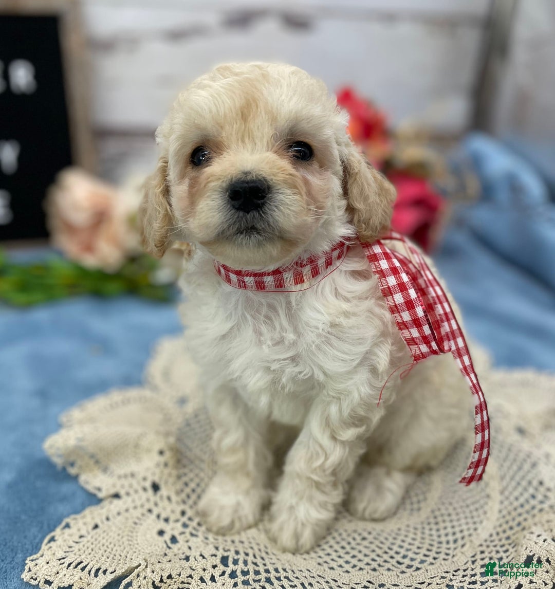 Miniature Poodle dogs for sale: Trixy - Image 8
