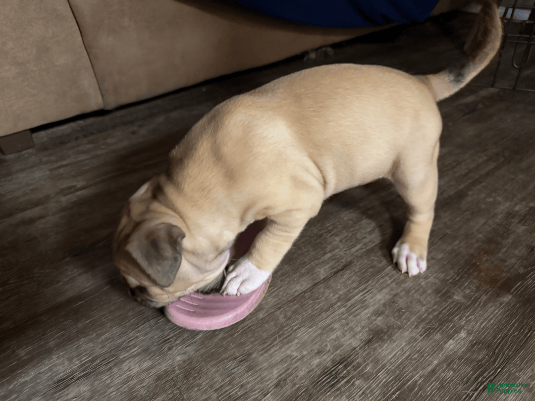 American Pit Bull Terrier dogs for sale: Helga - Image 13