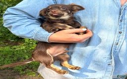 Chihuahua dogs for sale: Hershey - Image 10