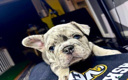 French Bulldog dogs for sale: Roscoe - Image 2