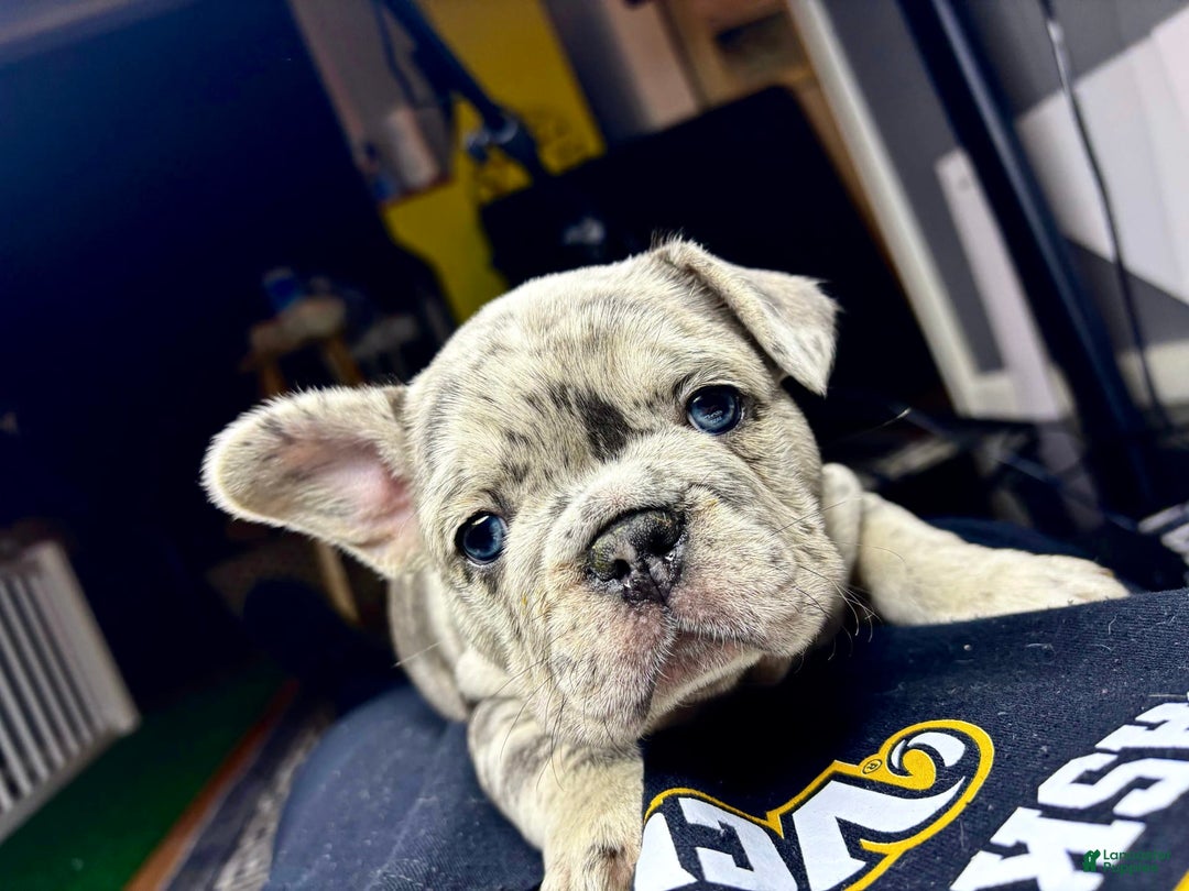French Bulldog dogs for sale: Roscoe - Image 2