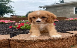Cavapoo dogs for sale: Chester - Image 3
