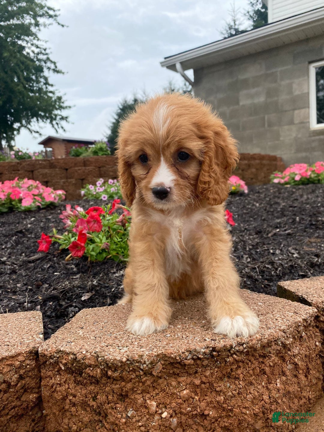 Cavapoo dogs for sale: Chester - Image 3