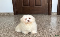 Lhasa Apso dogs for sale: Alice - Image 2