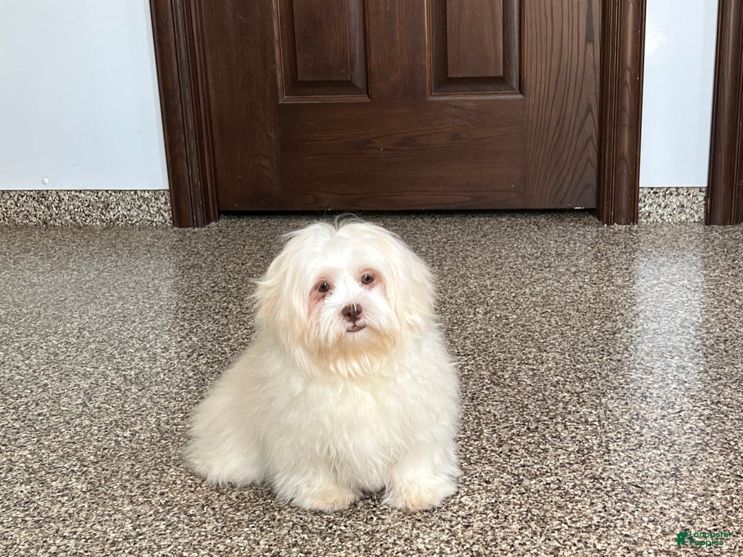 Lhasa Apso dogs for sale: Alice - Image 2