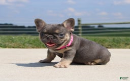 French Bulldog dogs for sale: Pearl - Image 4