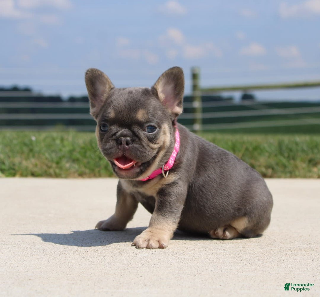 French Bulldog dogs for sale: Pearl - Image 4