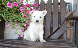 German Shepherd dogs for sale: Jasper - Image 4