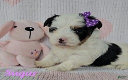Yorkshire Terrier dogs for sale: Sugar - Image 5