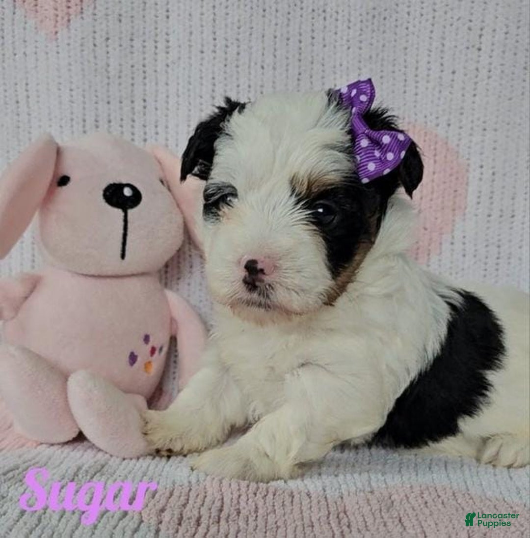 Yorkshire Terrier dogs for sale: Sugar - Image 5