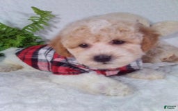 Bichpoo dogs for sale: Jasper - Image 4