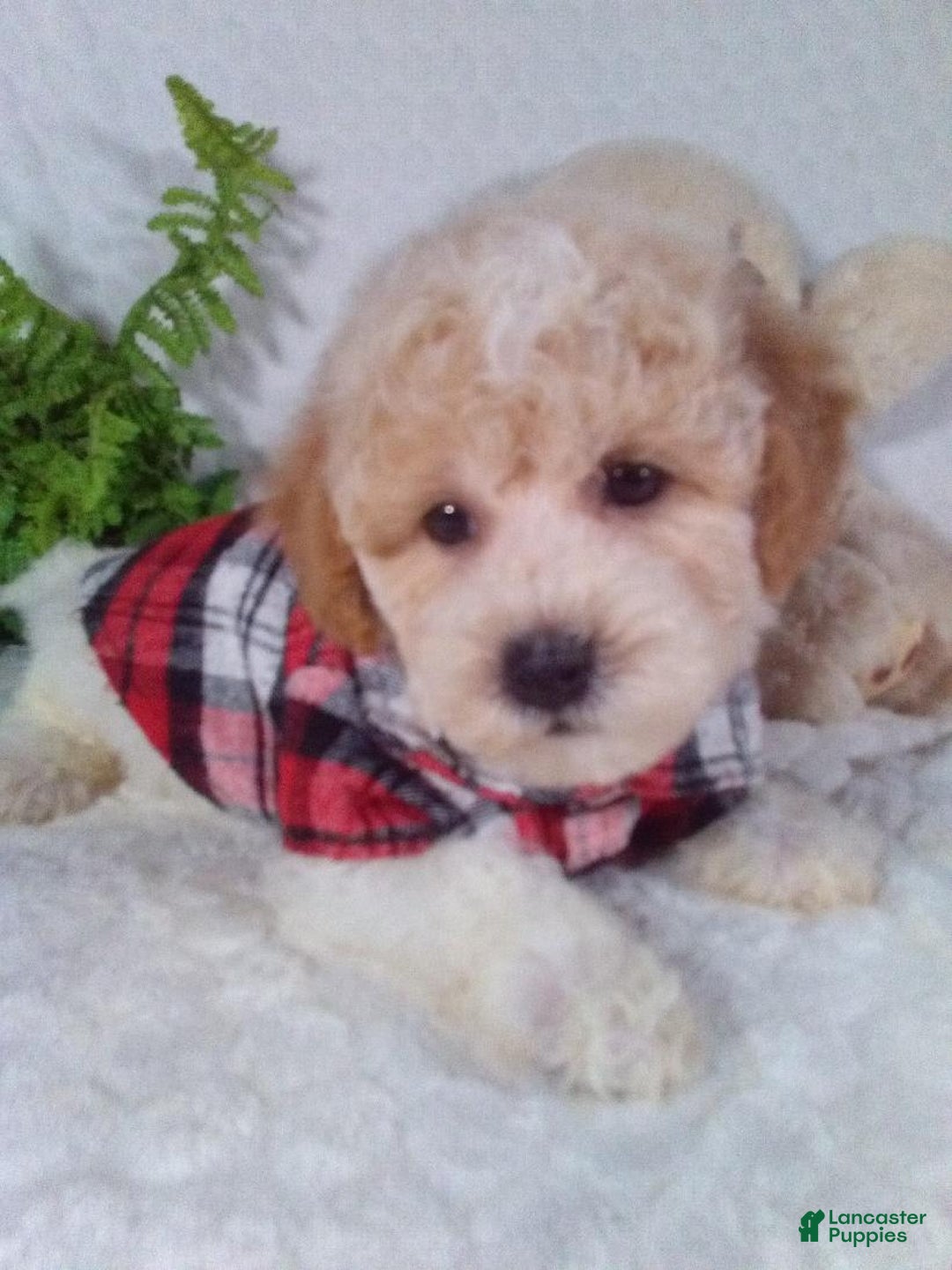 Bichpoo dogs for sale: Jasper - Image 4