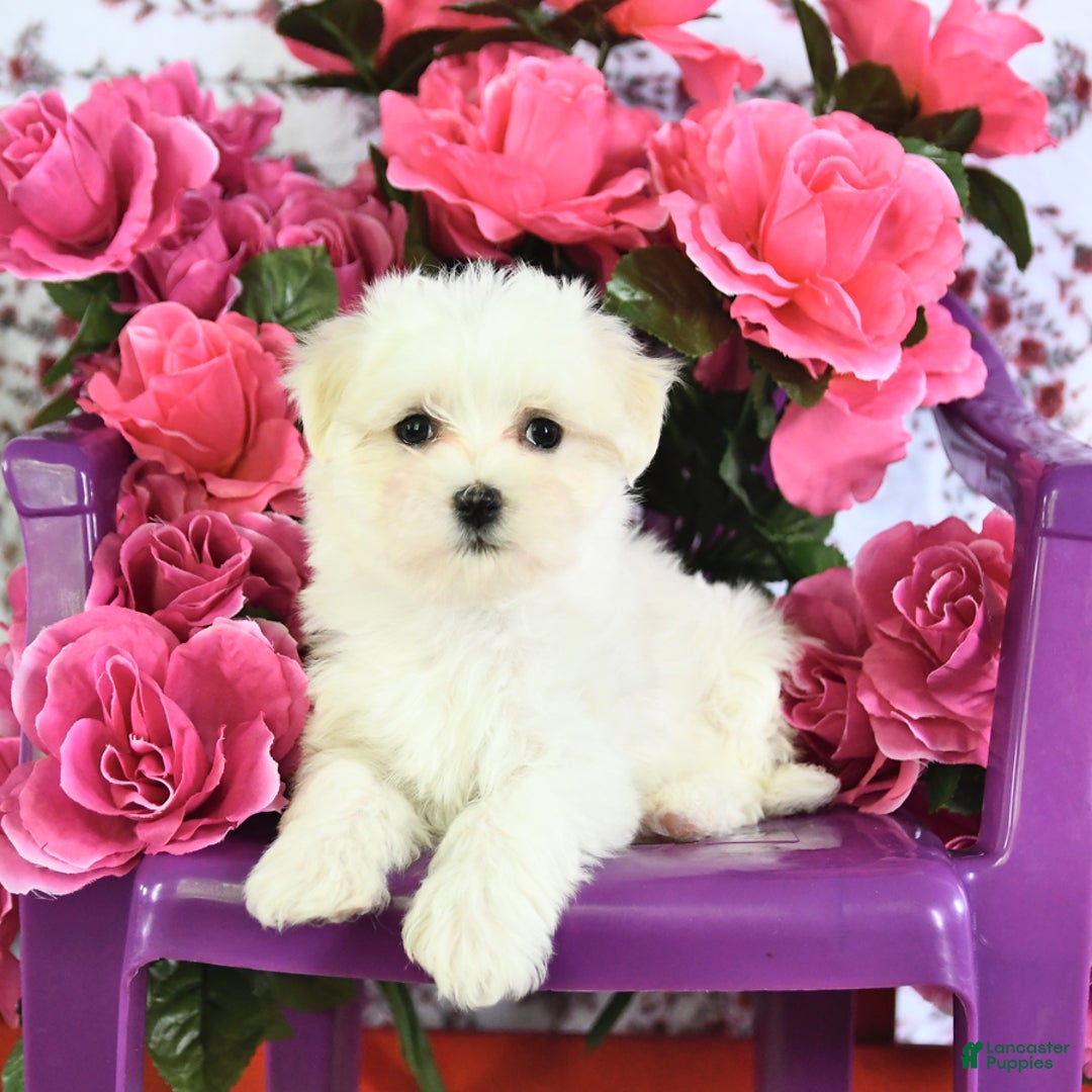 Maltese dogs for sale: Frisky - Image 6