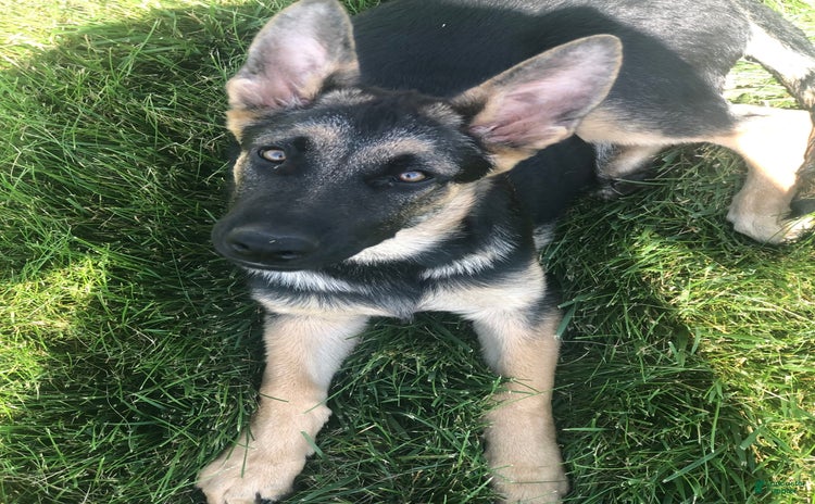 German Shepherd dogs for sale - Ad 4