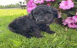 Standard Poodle dogs for sale: Royce - Image 6