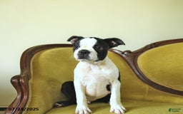Boston Terrier dogs for sale: Happy - Image 5