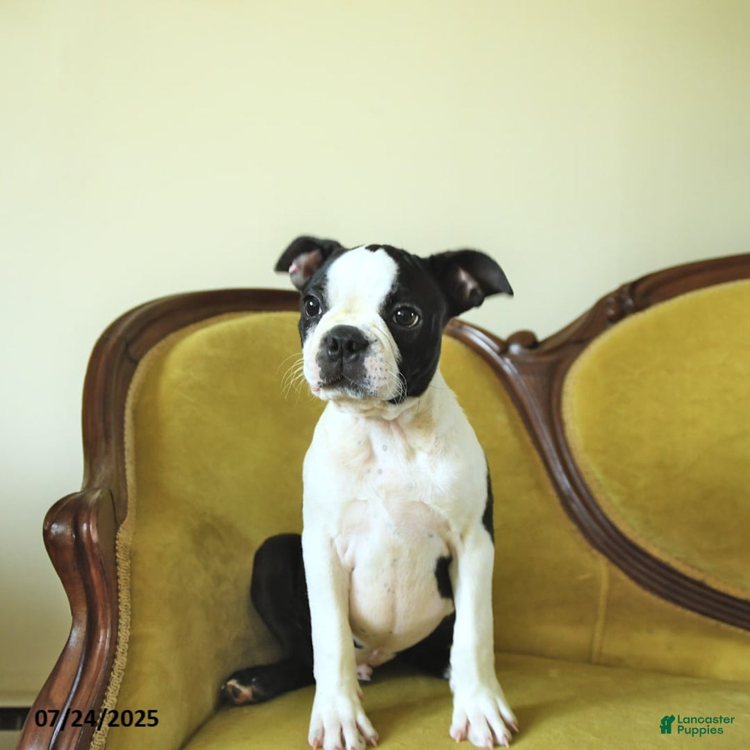 Boston Terrier dogs for sale: Happy - Image 5