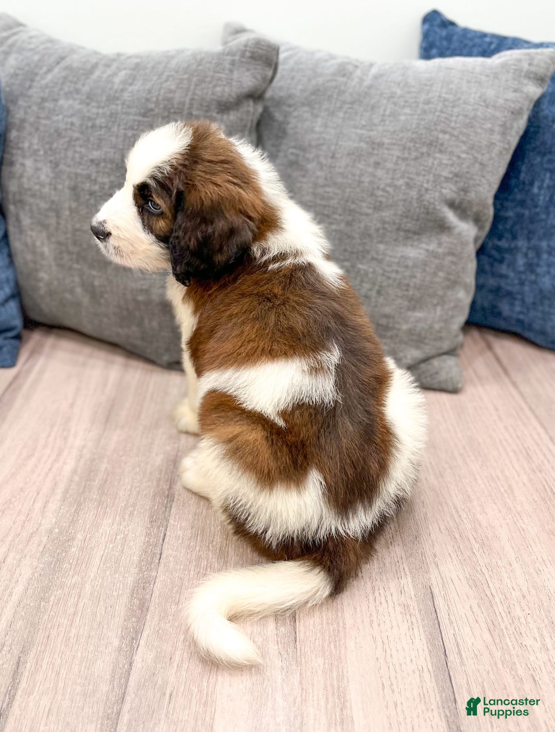 Saint Berdoodles dogs for sale: Cleo - Image 4