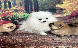 Maltipoo dogs for sale: Dora - Image 3