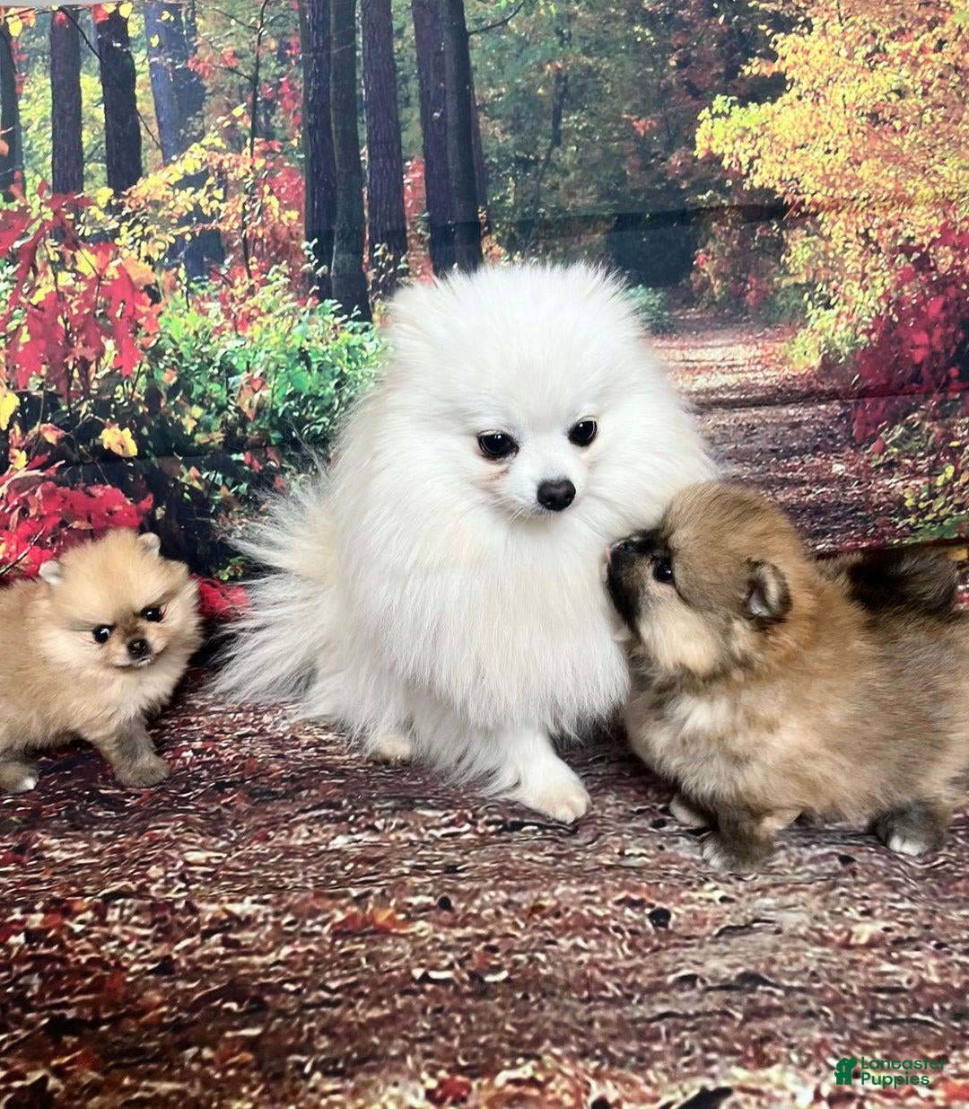 Maltipoo dogs for sale: Dora - Image 3