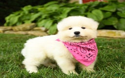 Samoyed dogs for sale: Lavendar - Image 2