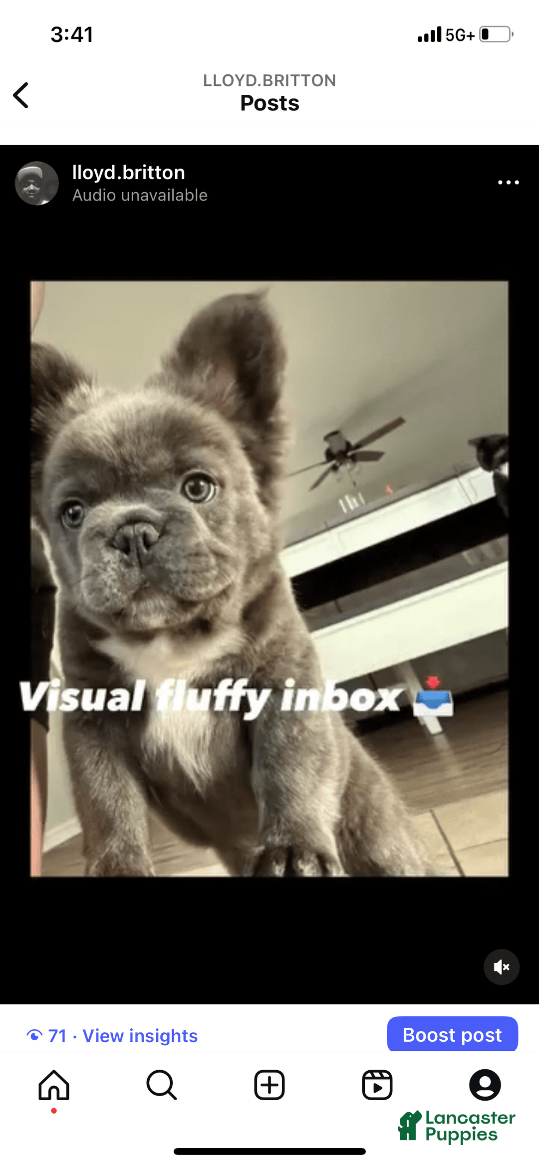 French Bulldog dogs for sale: Bg B-grizzly - Image 1