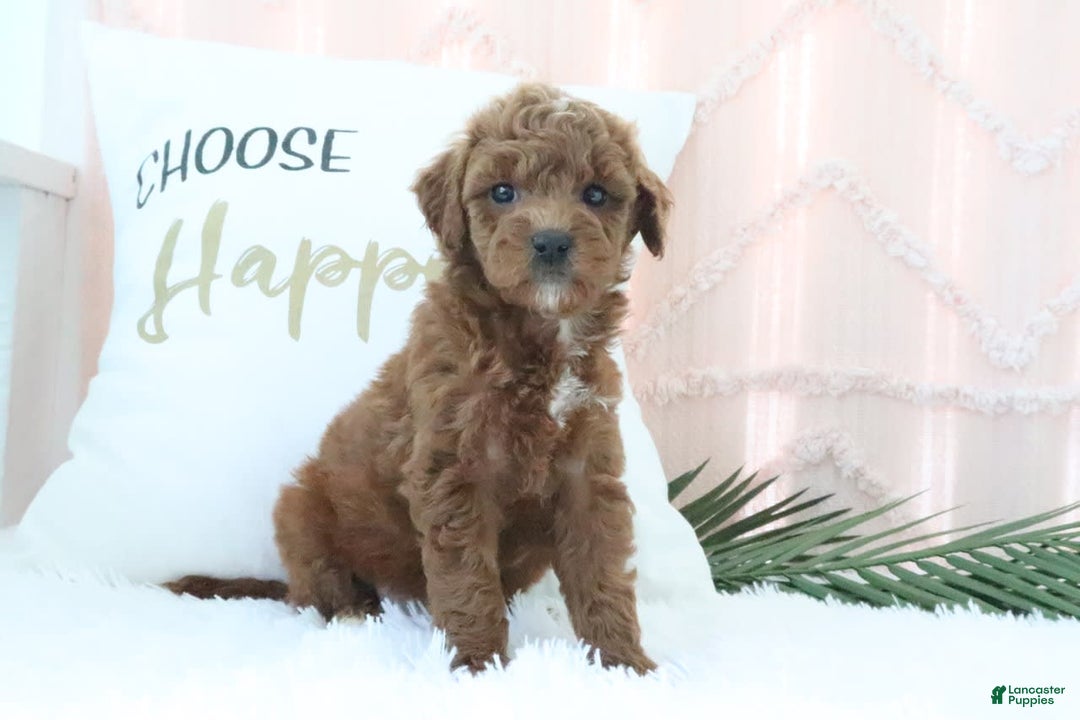 Goldendoodle dogs for sale: Sharon - Image 4