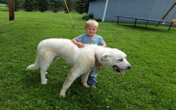 Great Pyrenees dogs for sale: Will - Image 4