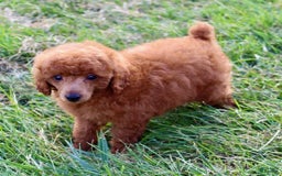 Miniature Poodle dogs for sale: Royal - Image 7