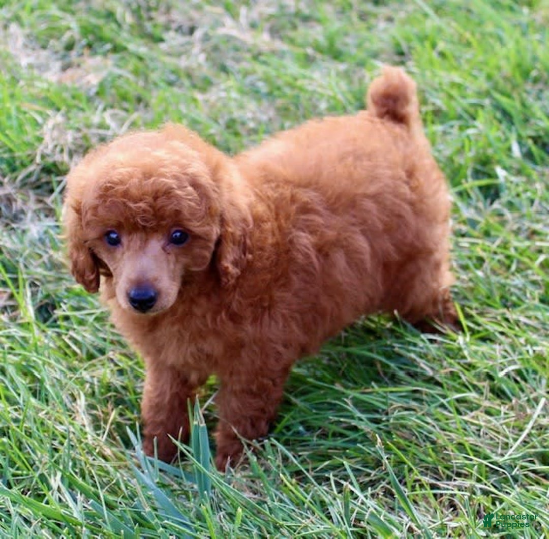 Miniature Poodle dogs for sale: Royal - Image 7