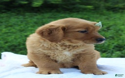 Golden Retriever dogs for sale: Amber - Image 2