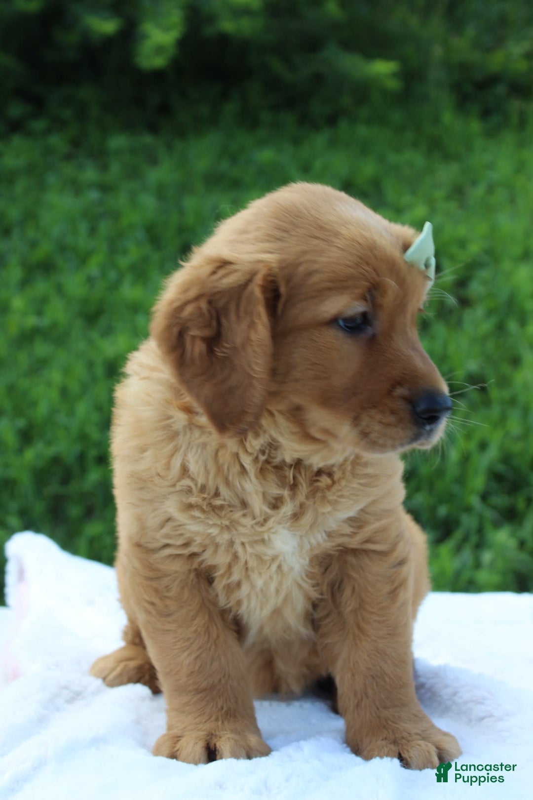Golden Retriever dogs for sale: Amber - Image 2