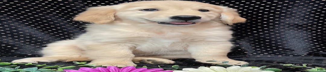 Dixie