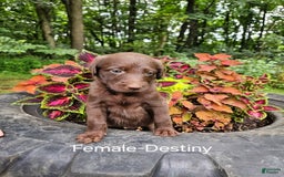 Labradoodle dogs for sale: Gracie - Image 11